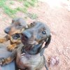 sherkan et baloo